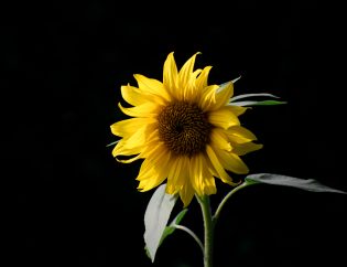 yellow sunflower in front of black background