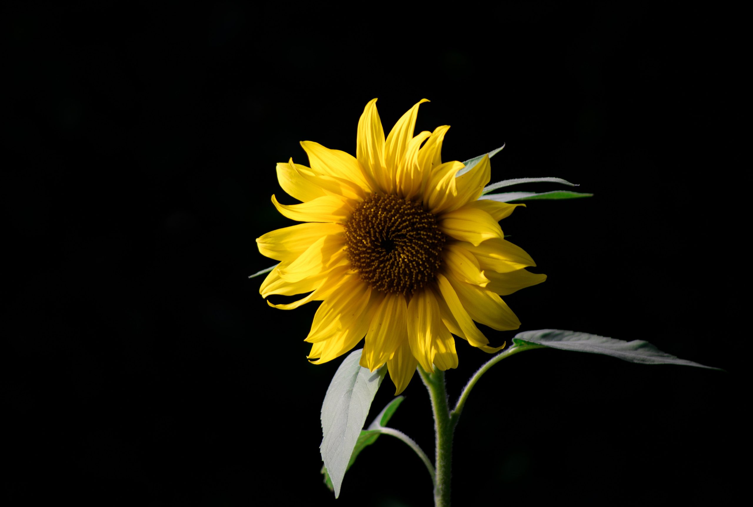 yellow sunflower in front of black background