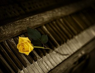Yellow rose on a piano